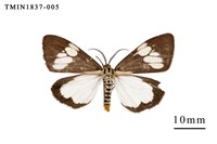 藏品(蘭嶼島的昆蟲相)的圖片